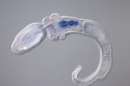 A juvenile Saccoglossus kowalevskii, a species of acorn worm, with it’s pharyngeal region in blue.