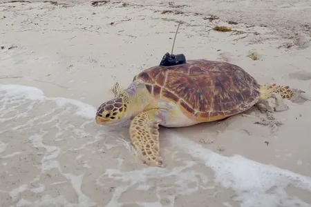 "Maisy" a rare hybrid hawskbill-green sea turtle being released into the Atlantic in the Florida Keys. The turtle's satellite tracking tag will allow it to participate in a "race" put on by a sea turtle conservation group.