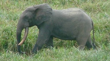 A bull male forest elephant in Gabon. A new study published in the PLOS ONE shows that African forest elephants are being poached into extinction.