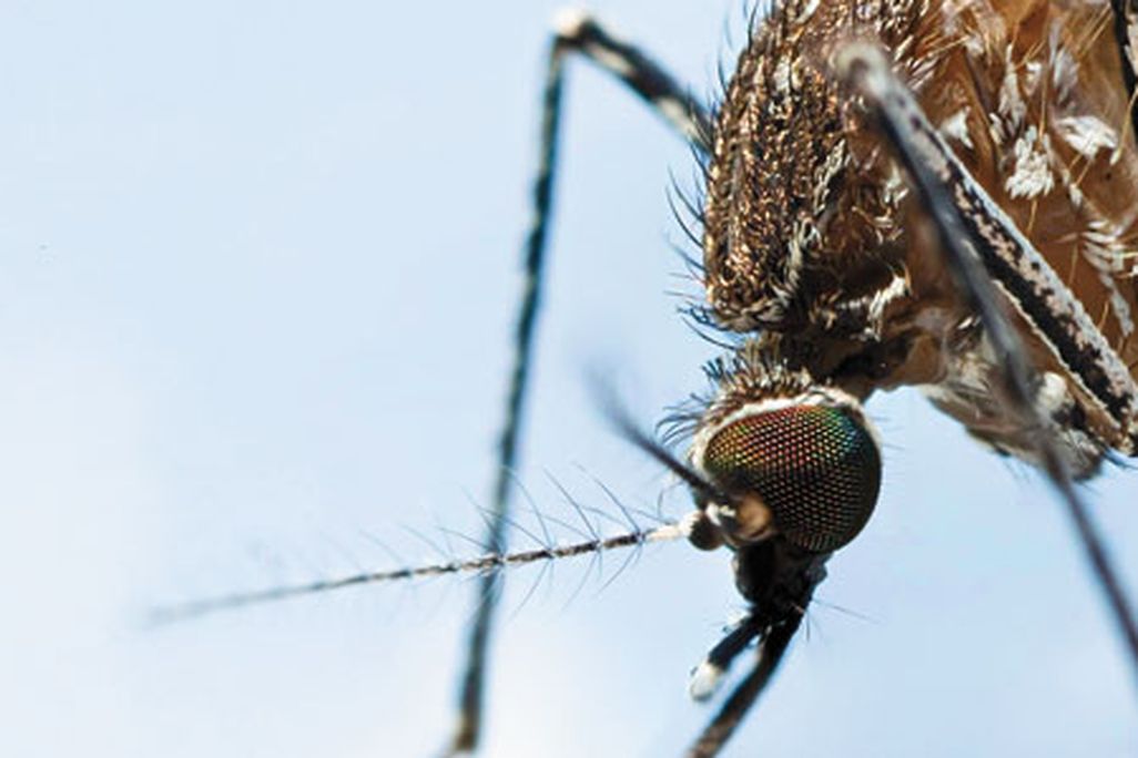 Mosquito
