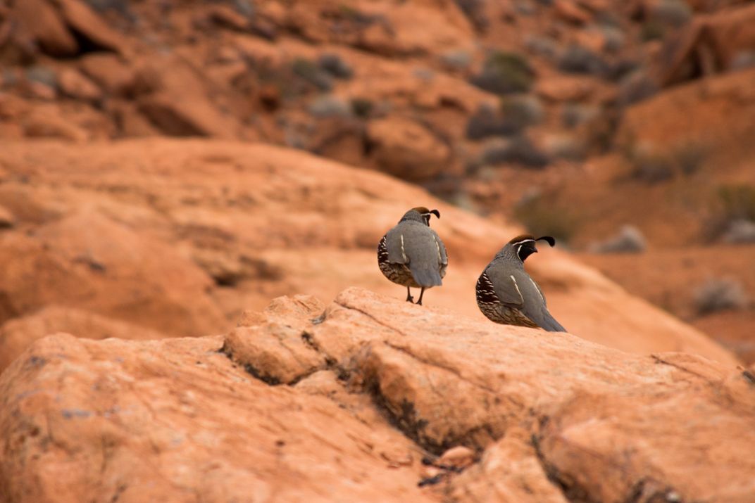 Quails | Smithsonian Photo Contest | Smithsonian Magazine