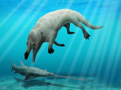 Though considered a whale, Phiomicetus anubis had legs with webbed feet to pursue prey on both land and sea with its powerful jaws and sharp teeth 43 million years ago.