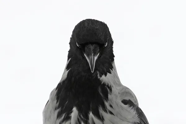 Portrait of a crow in the snow thumbnail