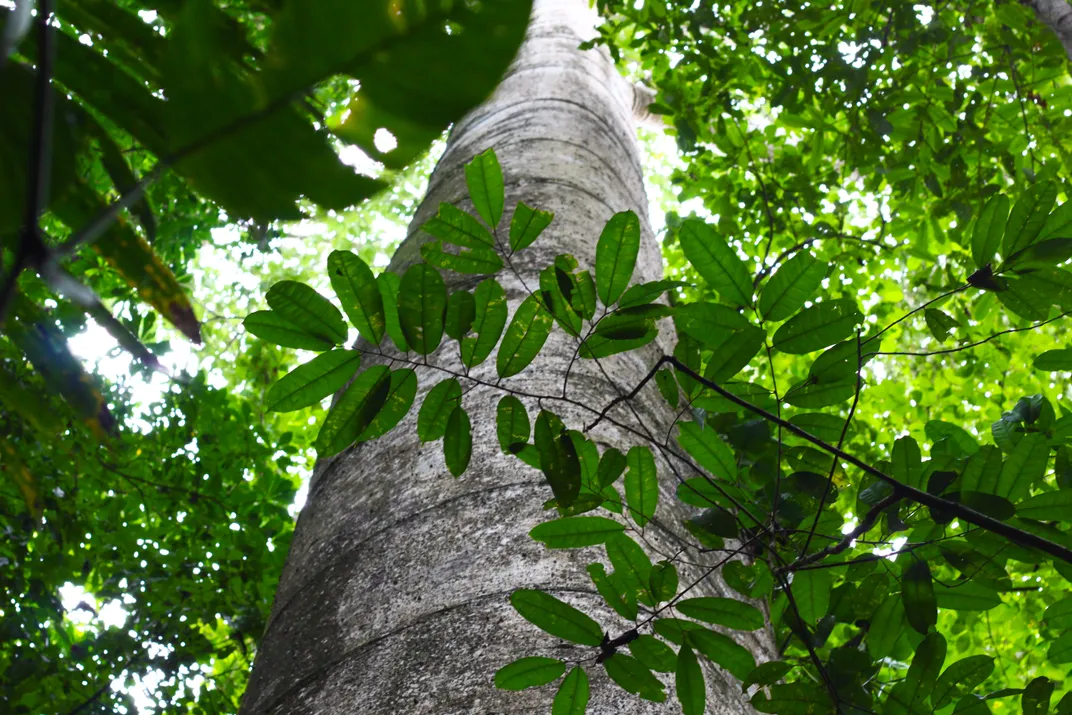 Giant tree of BCI