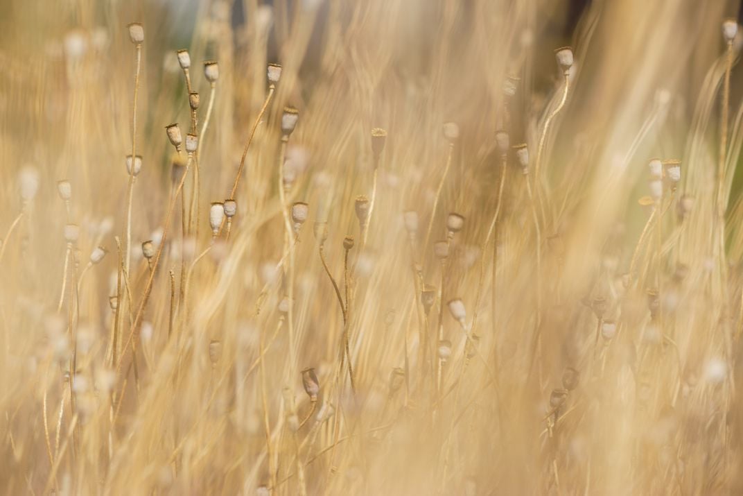 Dried Plants | Smithsonian Photo Contest | Smithsonian Magazine