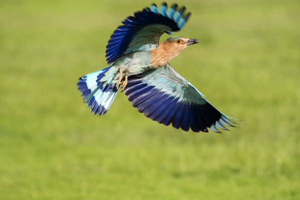 An Indian Roller flying with its bright blue wings spread-out and a shiny beetle held between its beaks thumbnail