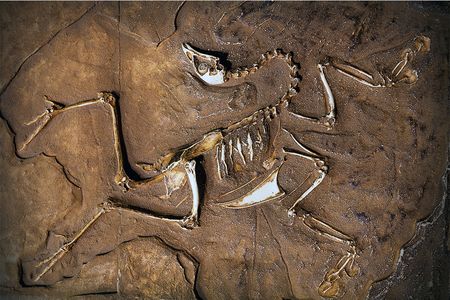 What's a dinosaur, anyways? The answer is in the evolutionary tree.