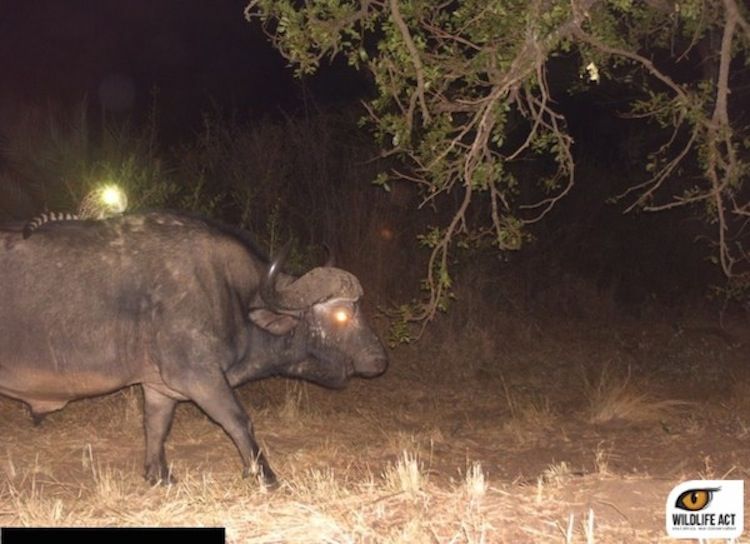 And on top of a buffalo. Photo: WildlifeAct