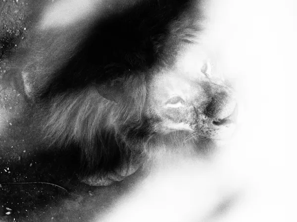 Lion's eyes thumbnail