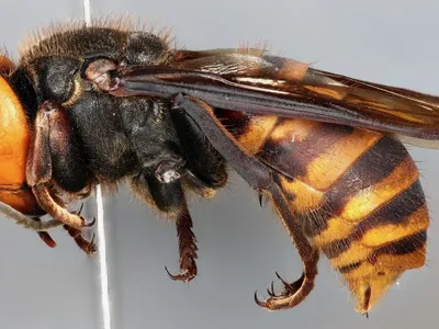 Close-up of a black and yellow hornet preserved on a pin