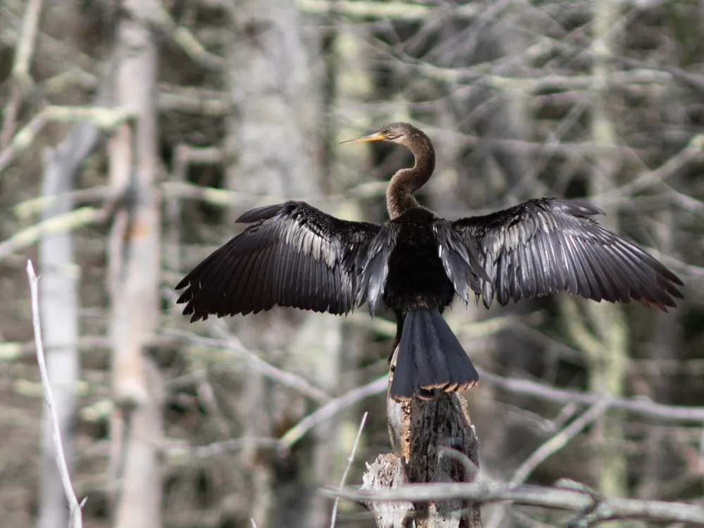 a large, black water bird with its wings outstretched and looking left, faces away from the camera on a tree branch