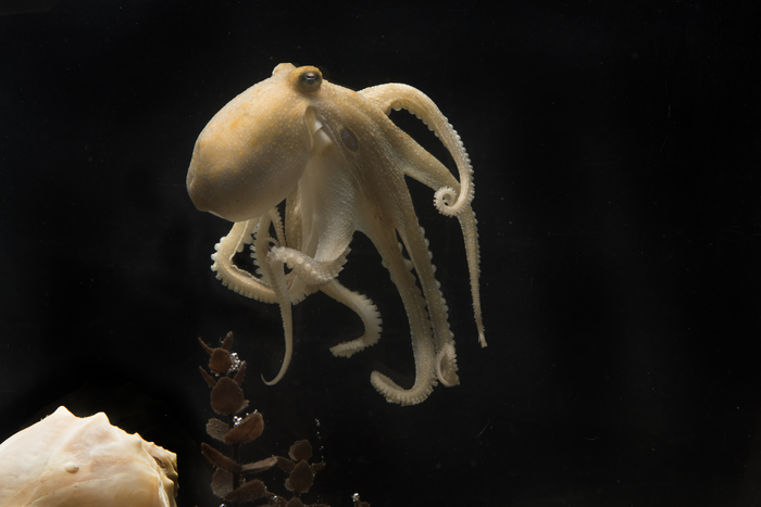 An image of an octopus