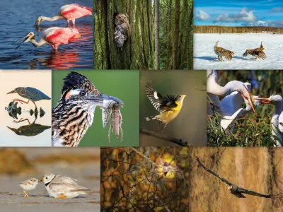 Ten Wildlife Photographers Zoom In on Their Favorite Birds image