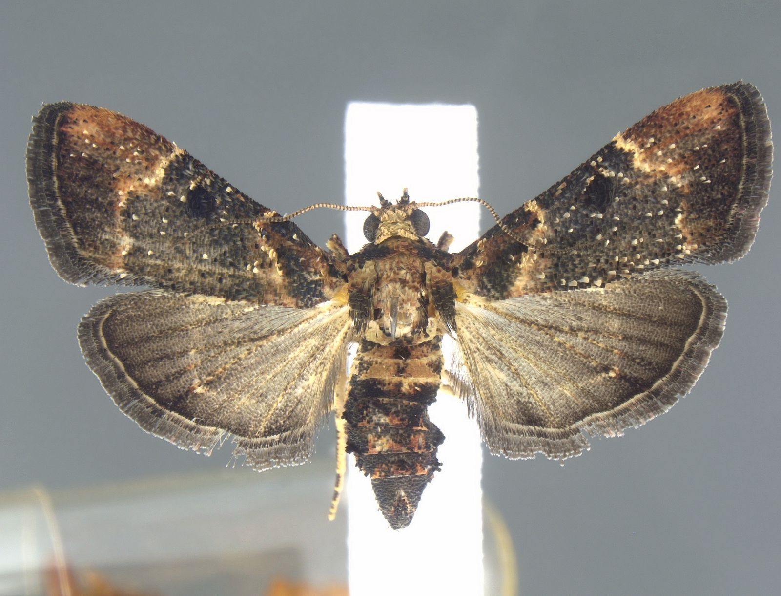U.S. Customs Agents Find Rare Moth Last Spotted in 1912