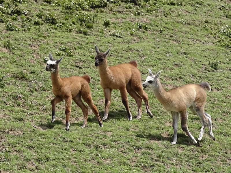 little llamas loping along Smithsonian Photo Contest Smithsonian