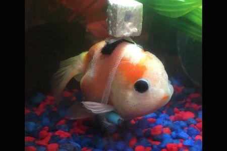 The goldfish in question, decked out in his customized wheelchair. 