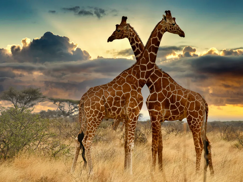Two giraffes cross in elegant symmetry beneath a radiant sunset.