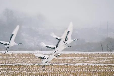 North and South Korea are collaborating to save one of the world's most endangered bird species, red-crowned cranes.
