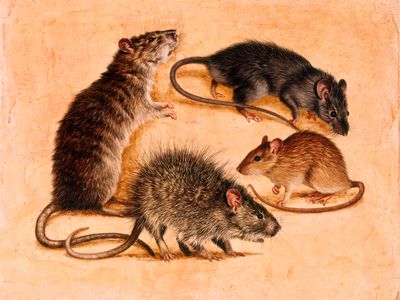 Painting of four species of rat, including the Polynesian rat (right).