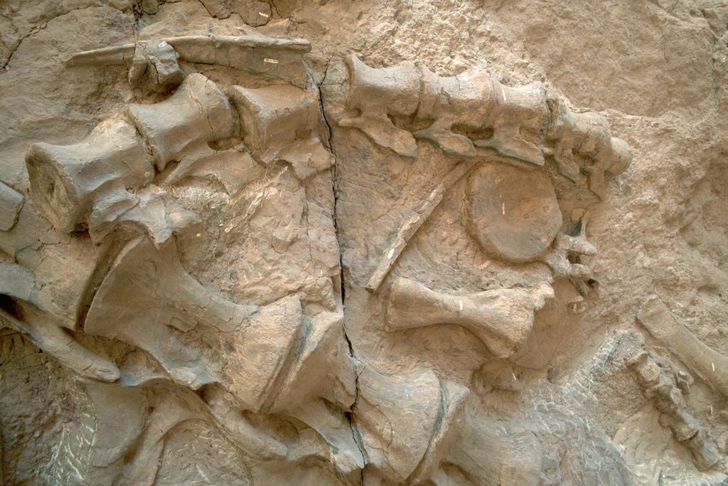 Dinosaur bone fossils at Dinosaur National Monument