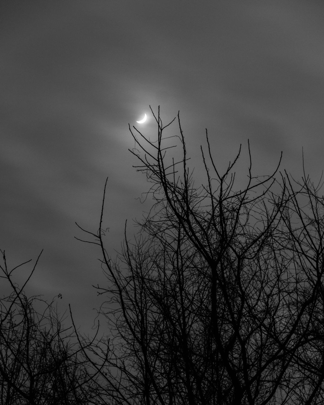 Moon over the Tree | Smithsonian Photo Contest | Smithsonian Magazine