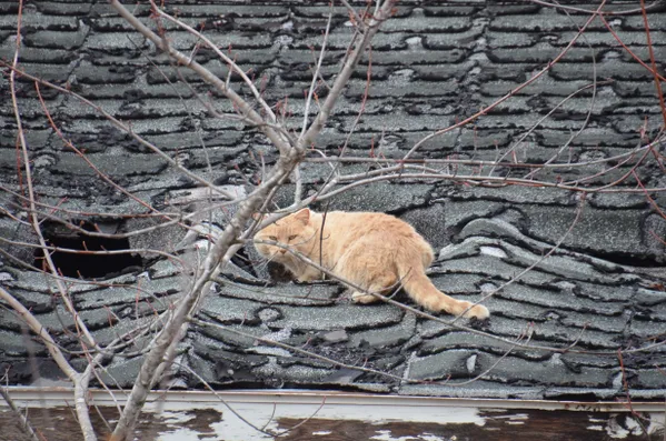 Feral cat on abandoned farrowing house thumbnail