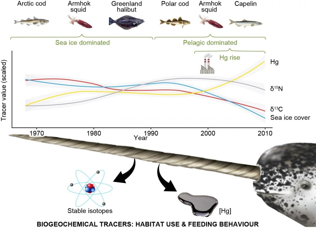 Chemical analysis of ten narwhal tusks