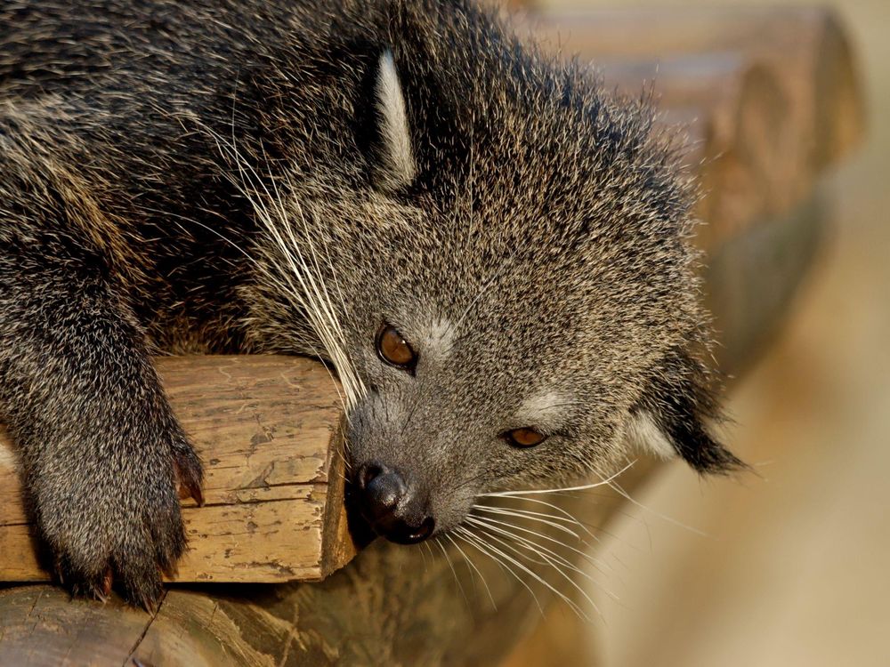 The close up of a binturong or bearcat. The mammal has greyish fur with brown eyes. 