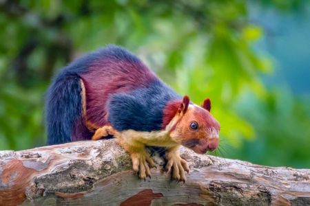 The squirrels measure up to 36 inches from head to tail