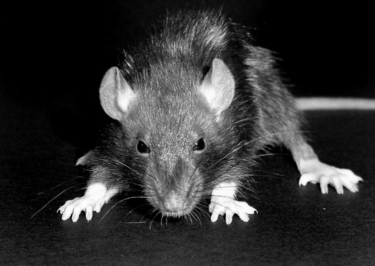 rats with bubonic plague in madagascar