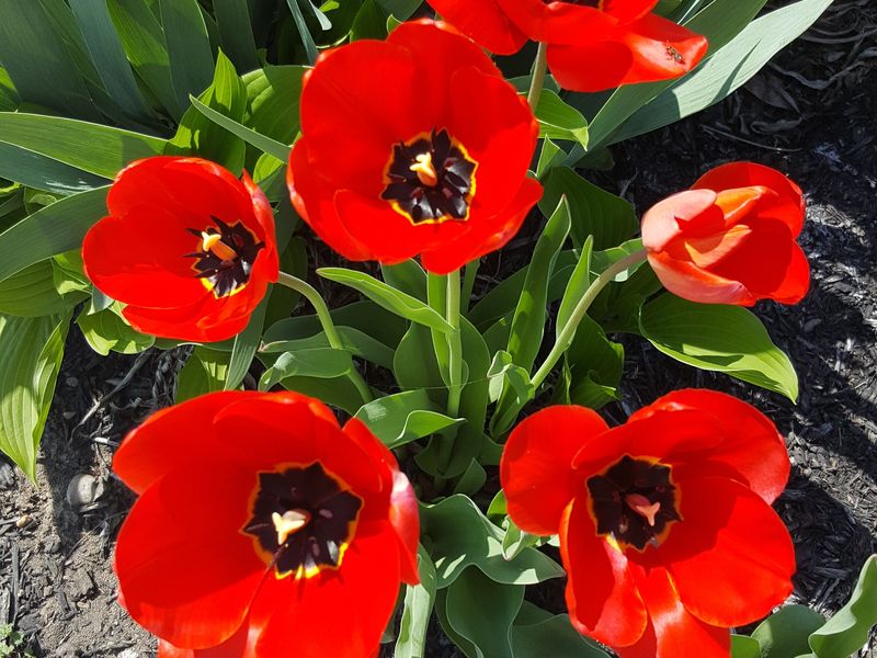 Tulips after the frost Smithsonian Photo Contest Smithsonian Magazine
