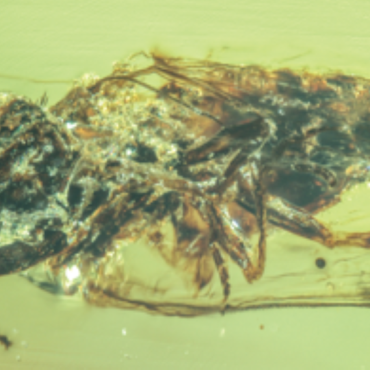 Rare Amber Fossils Capture 'Zombie' Fungus Infecting Insects