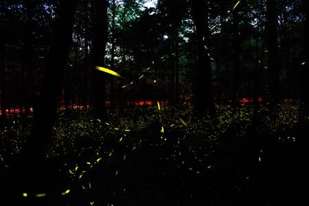Synchronous fireflies put on a show each spring in the Great Smoky Mountains. Photinus carolinus is the only firefly species in the U.S. that flashes in unison.