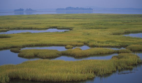 Pools of water flood a green marsh, under a misty sky