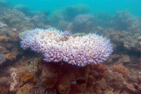 Bleached coral discovered earlier this month at Maureen's Cove in the Great Barrier Reef