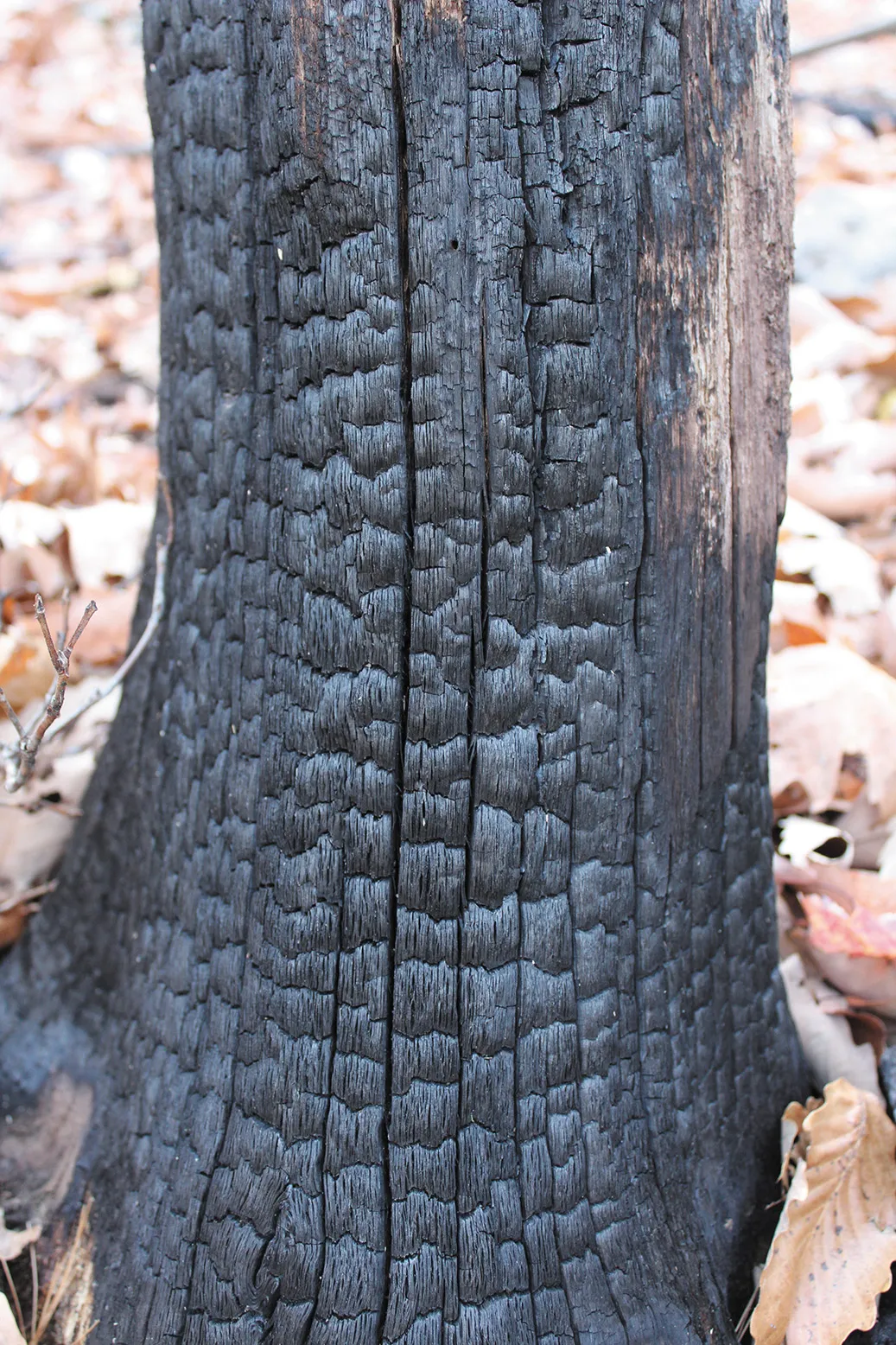 a detail of tree with fire damage