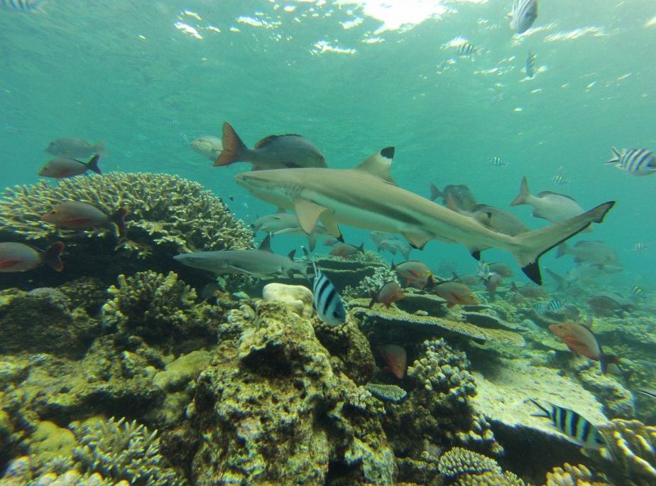 Underwater scene of shark and fish