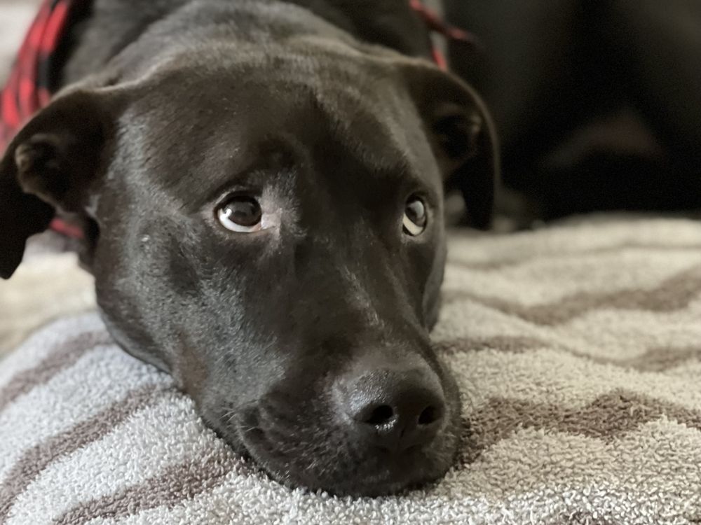 Image of a dog laying down looking up with red bandana