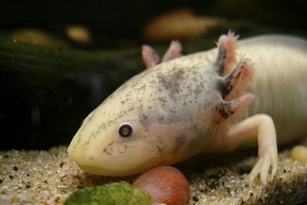 frog.jpg
