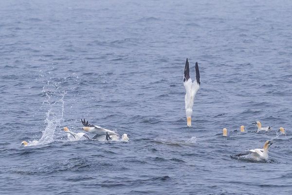 Diving Northern Gannets thumbnail