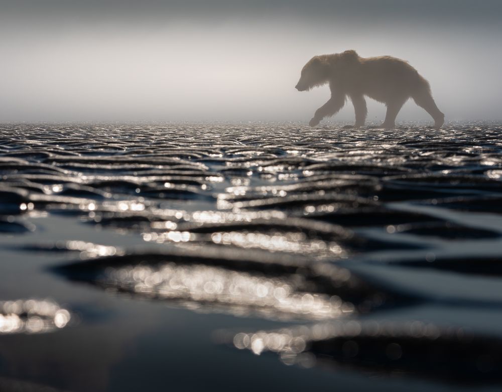 A lone brown bear emerges from the morning mist, silhouetted against shimmering waters that dance with reflected sunlight. Captured at the perfect moment when wilderness meets wonder, this image speaks to the quiet strength and solitary beauty of one of nature's most magnificent creatures. The interplay of light and shadow, the bear's determined stride, and the ethereal atmosphere create a scene that feels both timeless and fleeting—a reminder of the wild places that still exist and the creatures that call them home.