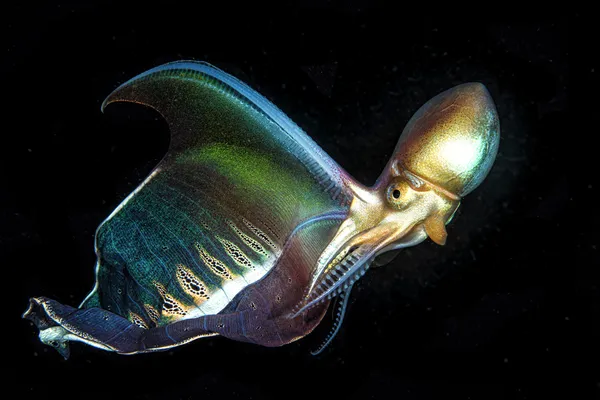 Blancket octopus thumbnail