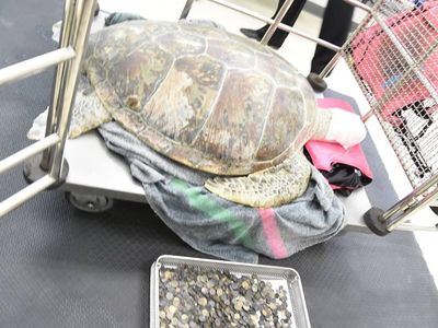 Omsin ingested the coins during years in a public turtle pond.