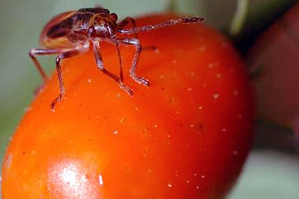 chili_bug.jpg