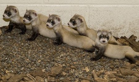 Black-footed ferrets at the National Zoo