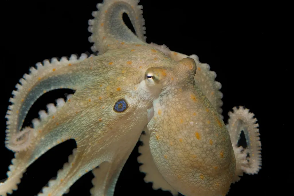 Rolling Octopus