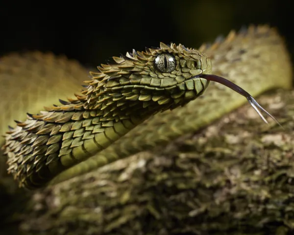 The Spiny Bush Viper thumbnail