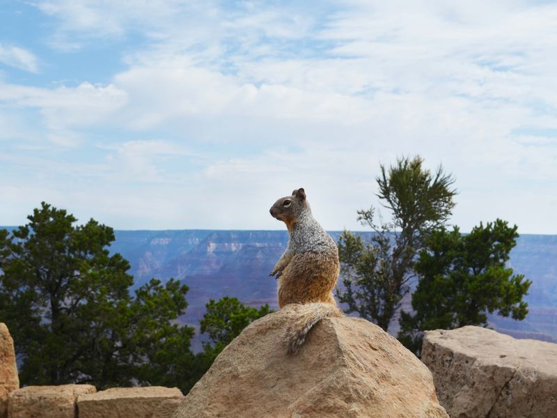 Squirrel posing at the Grand Canyon Smithsonian Photo Contest