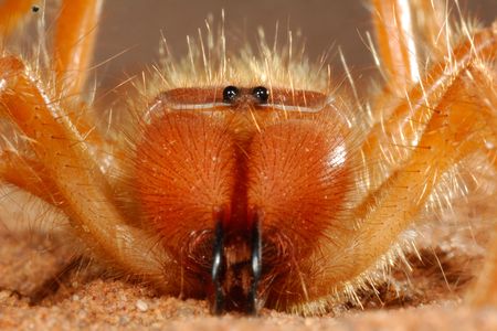 A close-up of a camel spider's multifaceted mouthparts, taken in Namibia's Namib Desert.