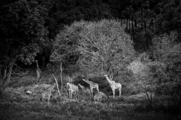Giraffe Conclave thumbnail